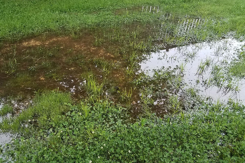 flooded yard or lawn with puddle and water and fence