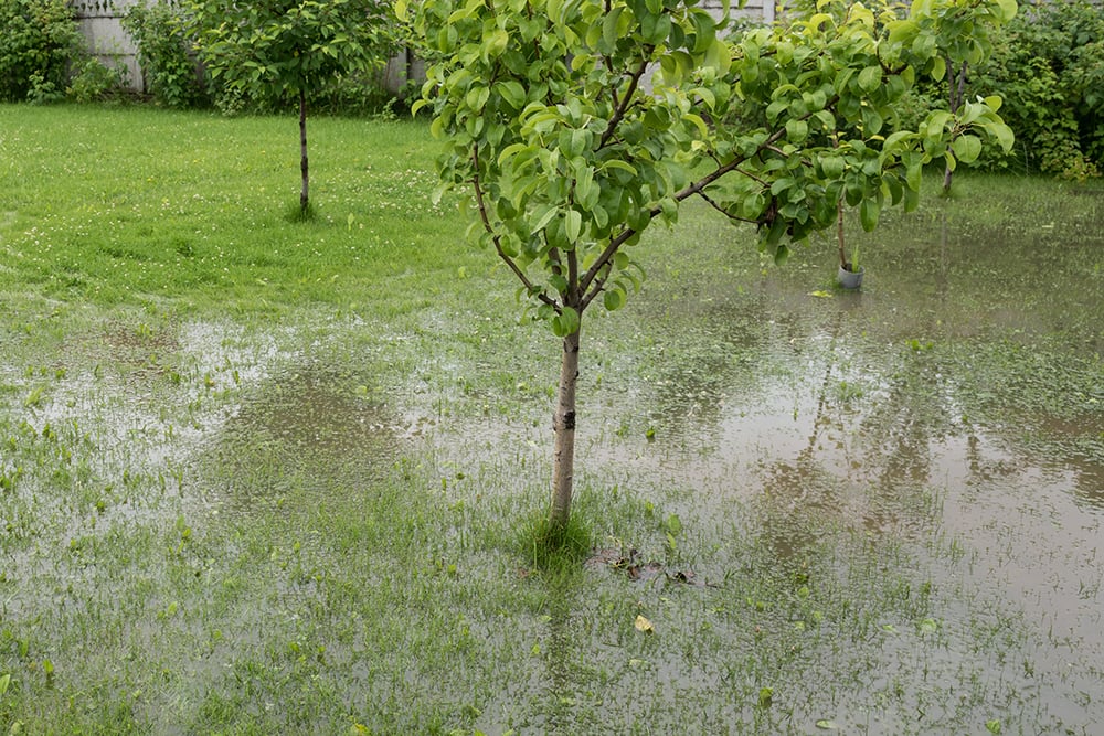 13 Ways to Keep Your Yard Dry, and a Guide to Choosing the Right Type ...